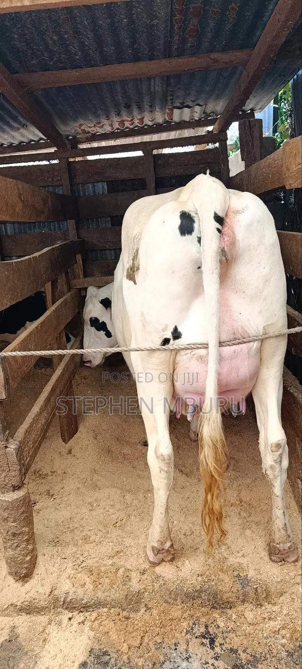 Super Giant Incalf Hostein Heifer 8.5months - thumbnail 10