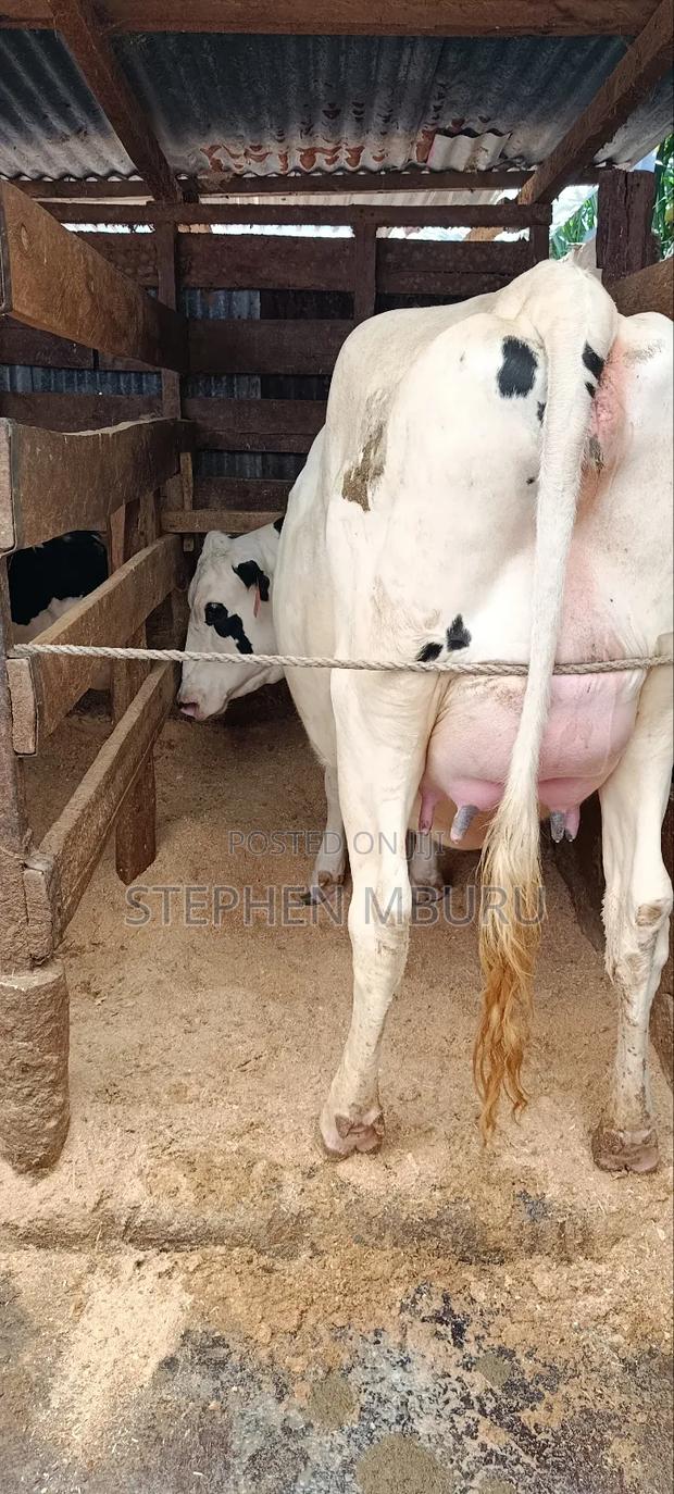 Super Giant Incalf Hostein Heifer 8.5months - thumbnail 11