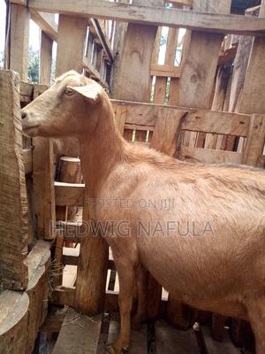 In-Kid Twin Saanen Dairy Goat - main view