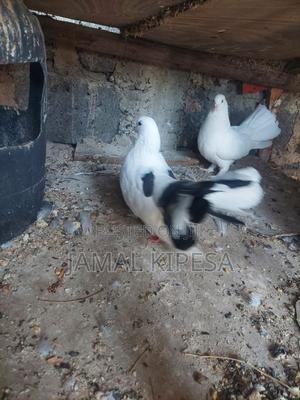 Local Pigeons Fantails - main view