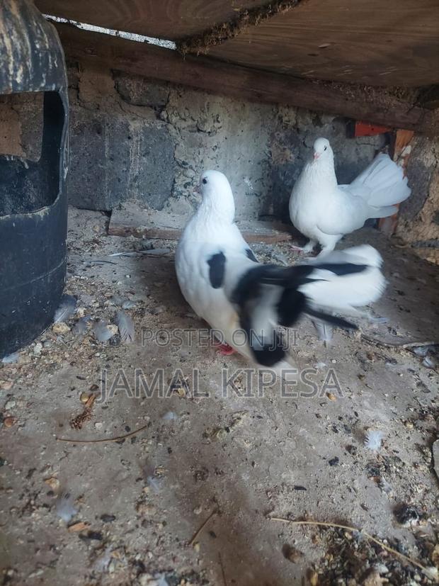Local Pigeons Fantails