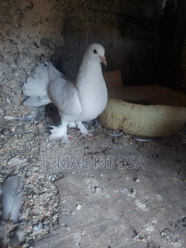 Local Pigeons Fantails - thumbnail 2