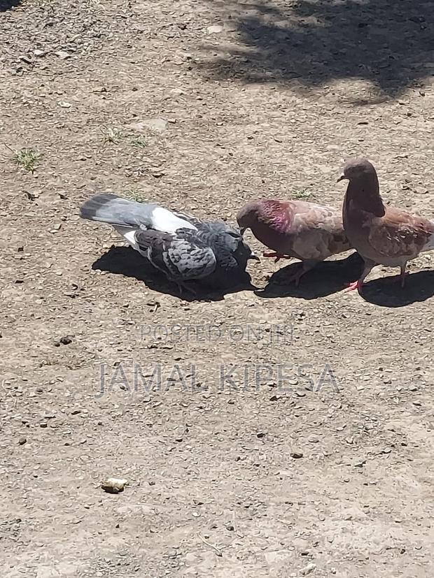 Local Pigeons Fantails - thumbnail 4
