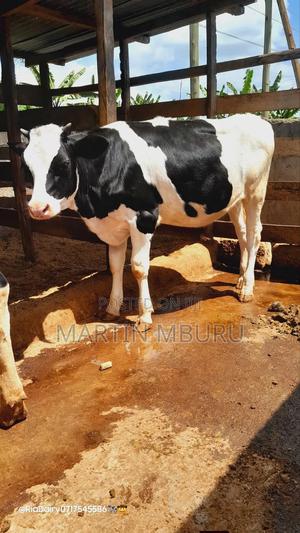 Heifer 12 Months - main view