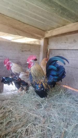 Serama Eggs - thumbnail 2