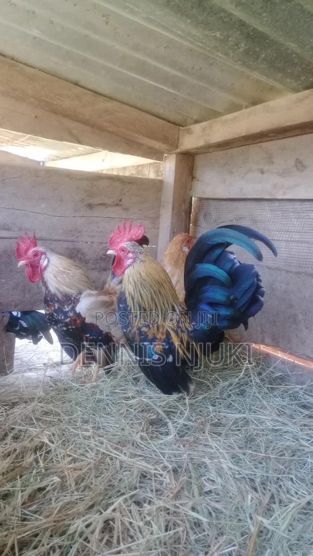 Serama Eggs - main view