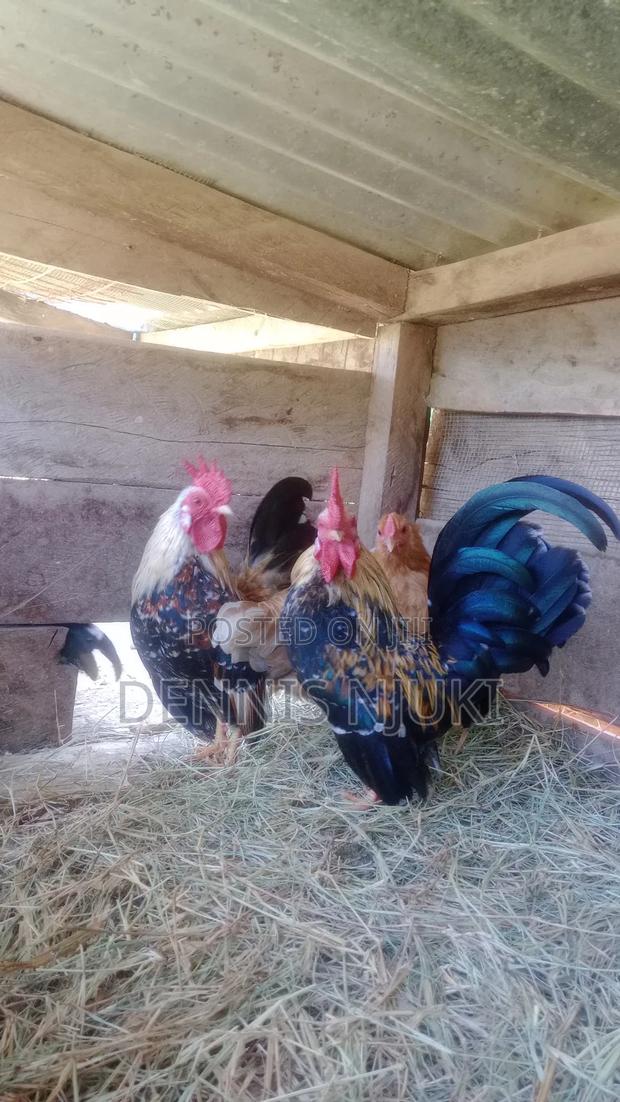 Serama Eggs - thumbnail 3