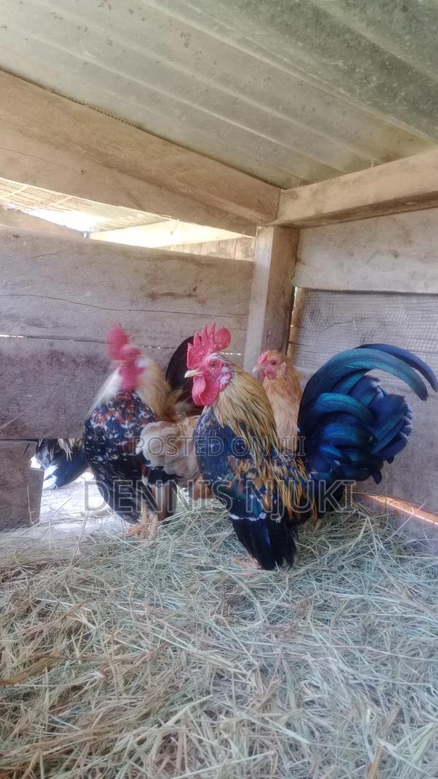 Serama Eggs - thumbnail 4