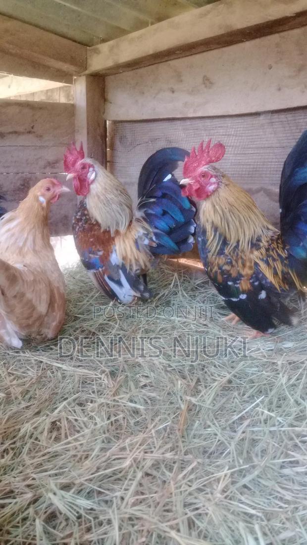 Serama Eggs - thumbnail 5