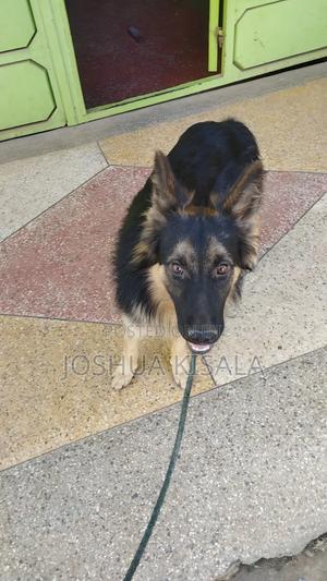 6-12 months Male Purebred German Shepherd - thumbnail 2