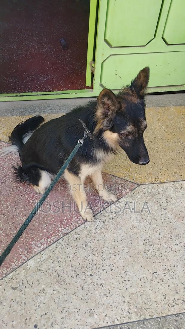 6-12 months Male Purebred German Shepherd - thumbnail 4