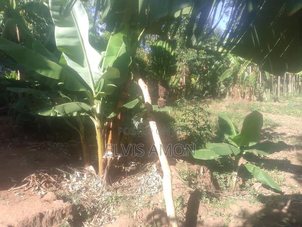 Land Go for Sale - thumbnail 3