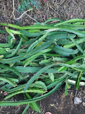 Dragon Fruits Cuttings/Seedlings.