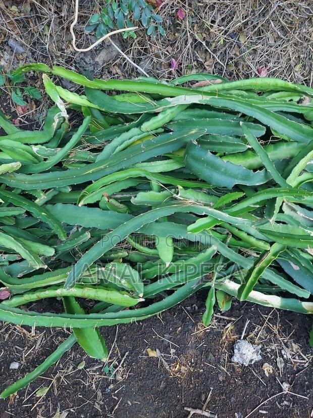Dragon Fruits Cuttings/Seedlings. - thumbnail 2
