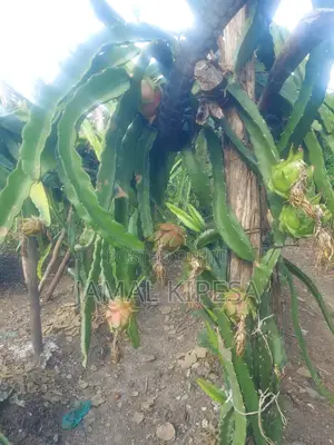 Dragon Fruits Cuttings/Seedlings.