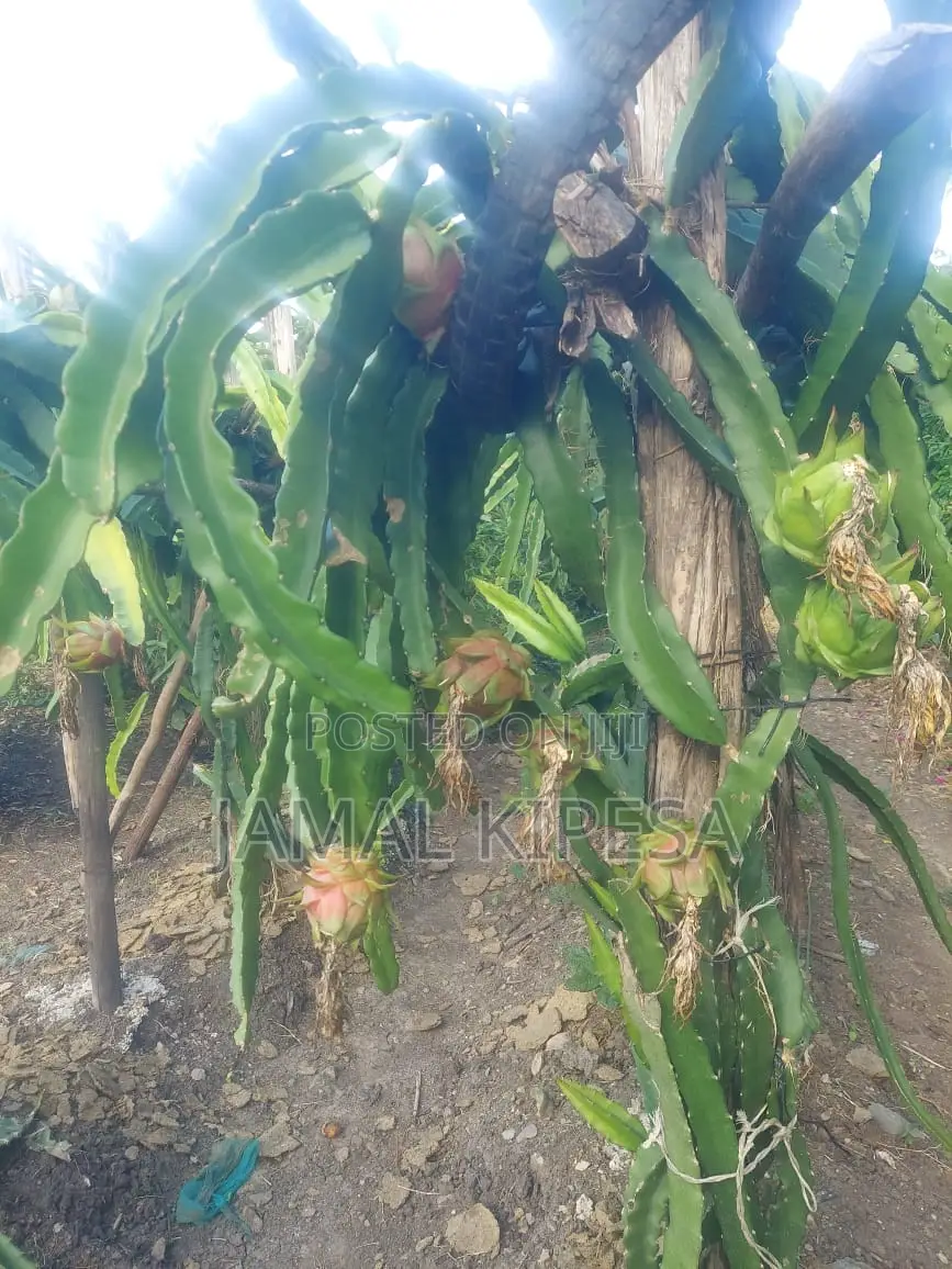 Dragon Fruits Cuttings/Seedlings.