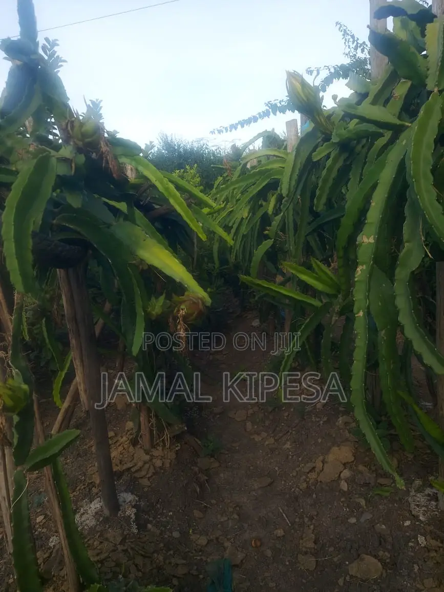 Dragon Fruits Cuttings/Seedlings.