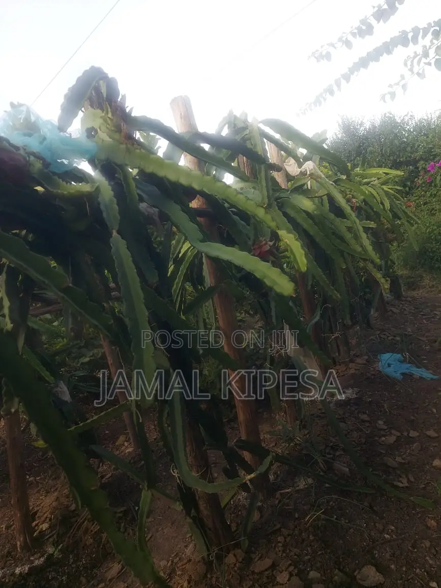 Dragon Fruits Cuttings/Seedlings.