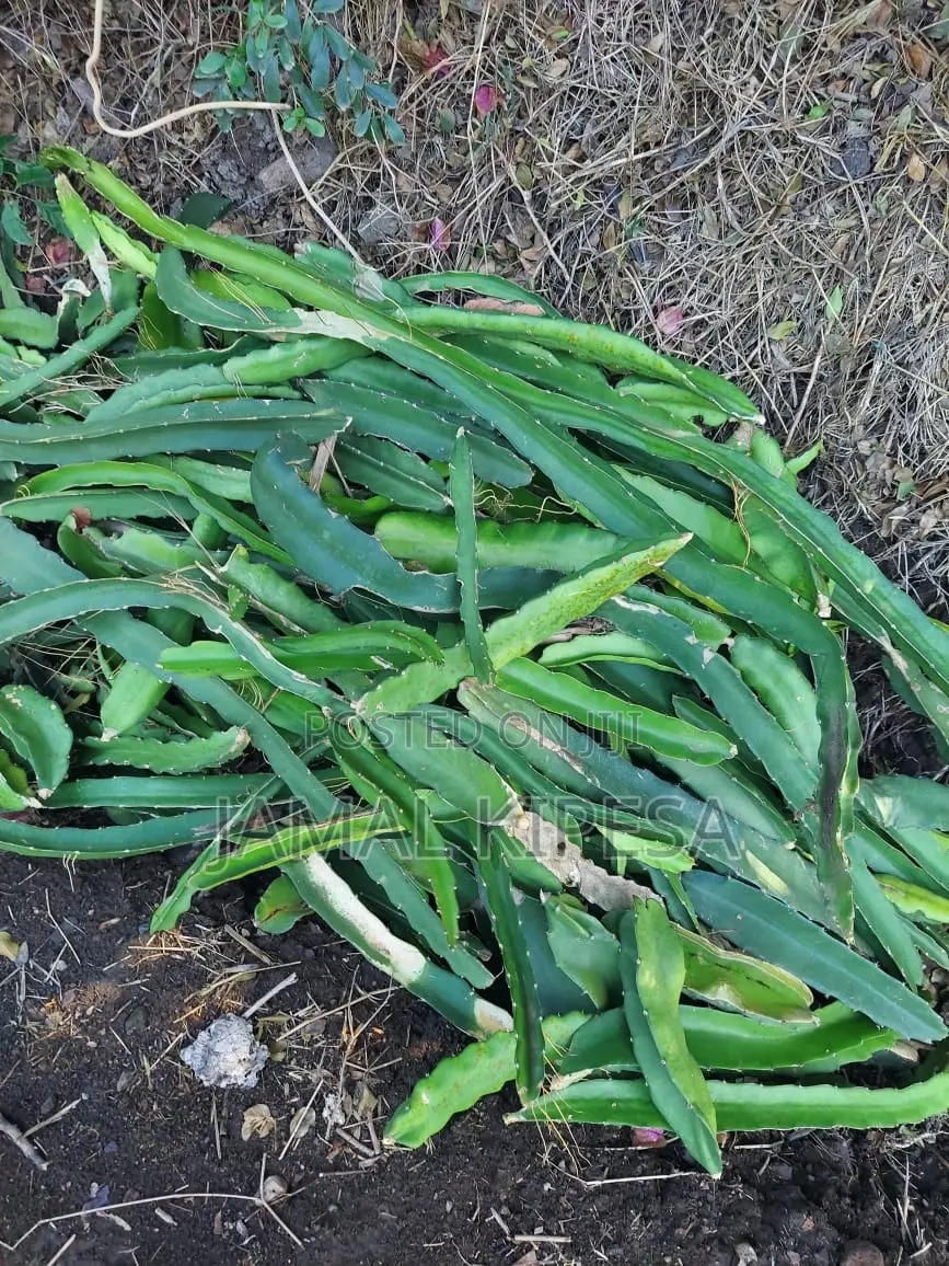 Dragon Fruits Cuttings/Seedlings.