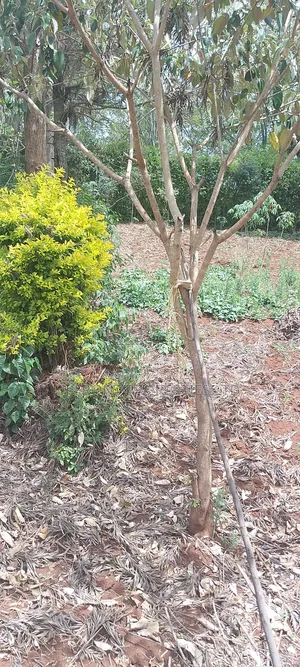 Prime Quarter-Acre Plot for Sale – Red Soil | Ngong Hills View