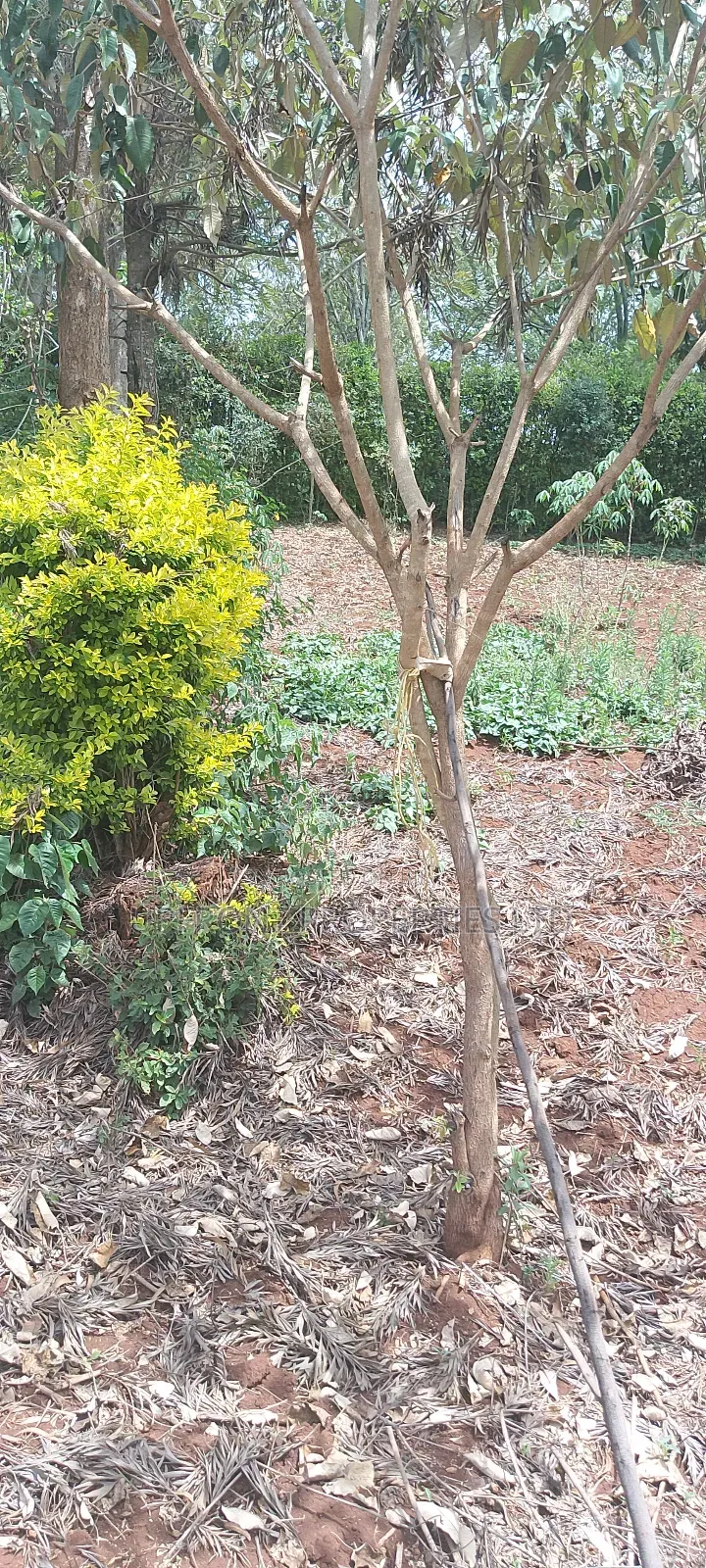 Prime Quarter-Acre Plot for Sale – Red Soil | Ngong Hills View