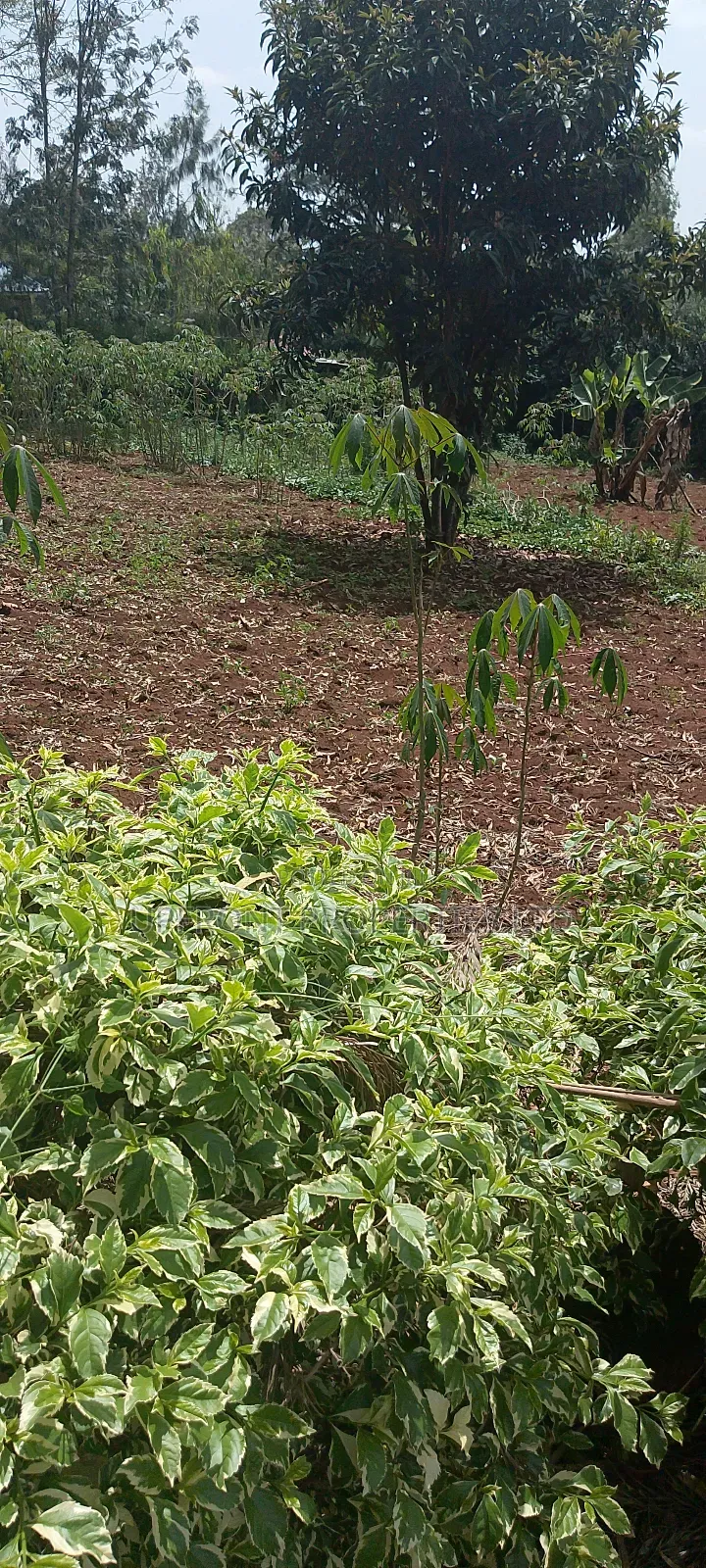 Prime Quarter-Acre Plot for Sale – Red Soil | Ngong Hills View