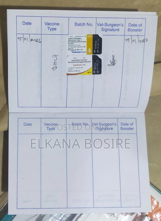 1-3 months Female Mixed Breed Japanese Spitz - thumbnail 5