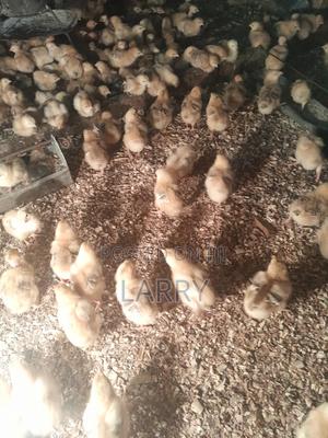 Kebro Chicks - thumbnail 2