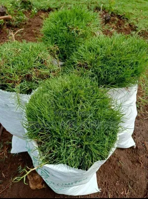 Arabic Grass Pemba Green Zibabwe Capet Grass Is Available