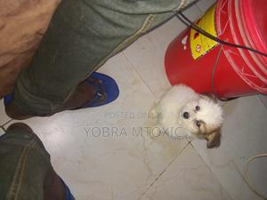 1-3 months Male Mixed Breed Maltese - main view