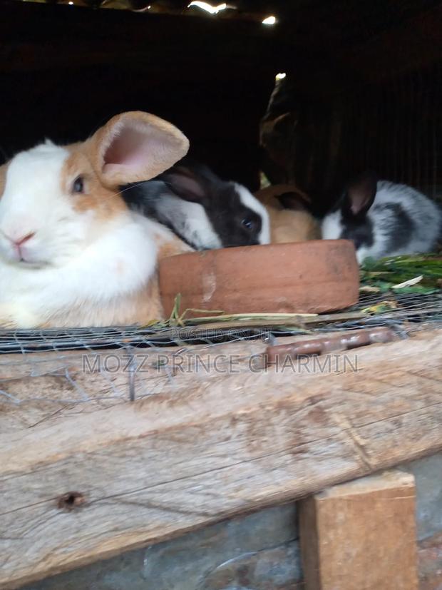 Hybrid (Giant) Rabbits for Sale – Healthy Fast Growing