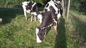 Holstein Fresian Cow - main view