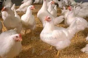 Chicken Broilers - main view