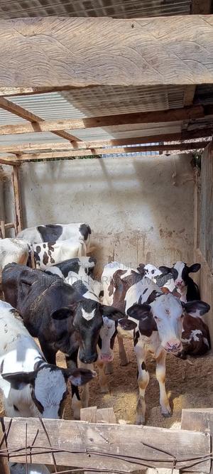 Weaned Calves - main view