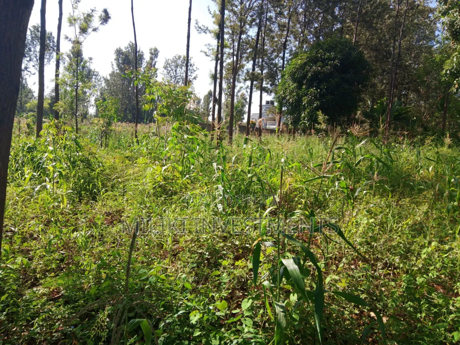 50 by 100 Plot on Sale at Muran'ga