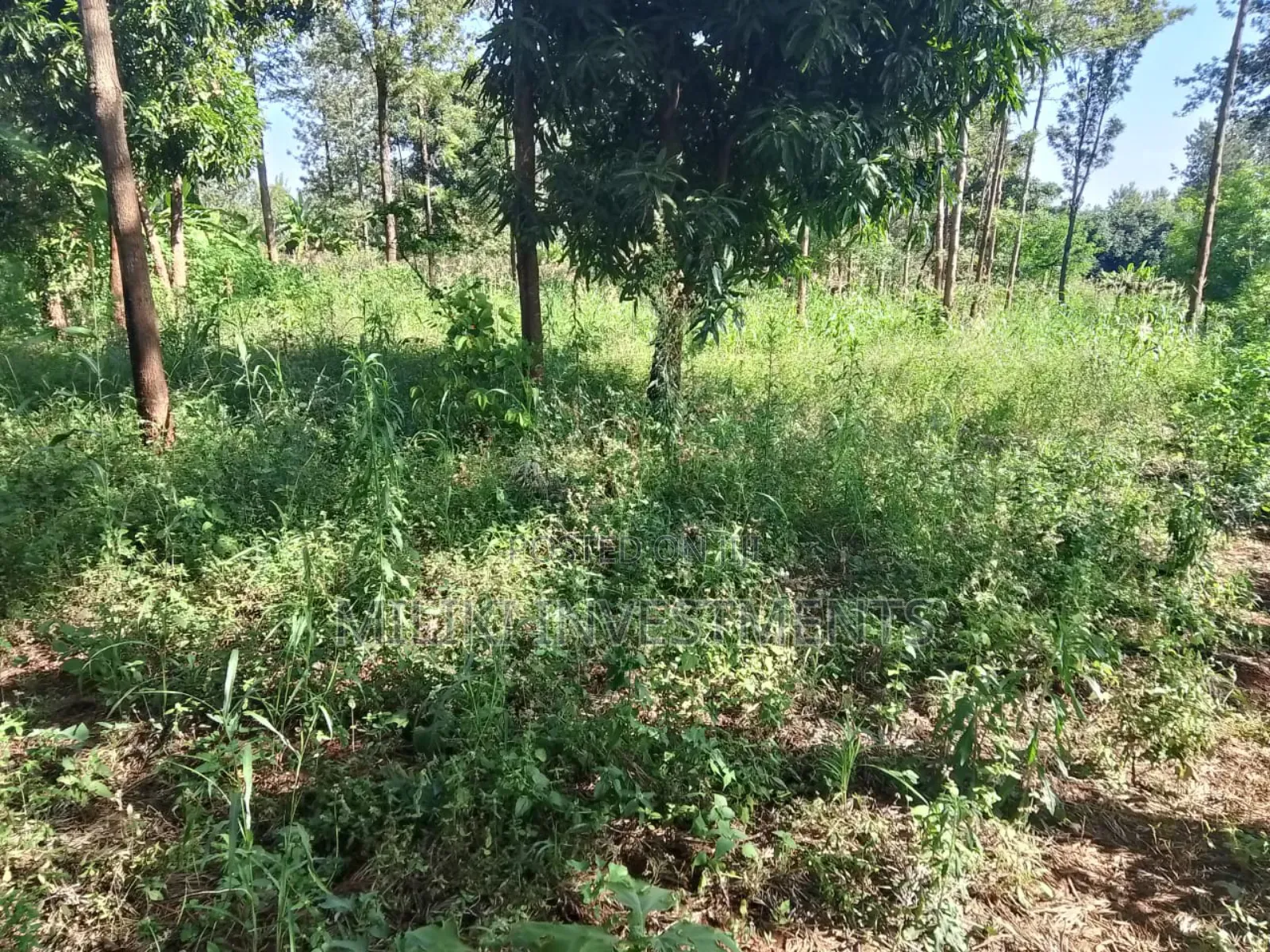 50 by 100 Plot on Sale at Muran'ga