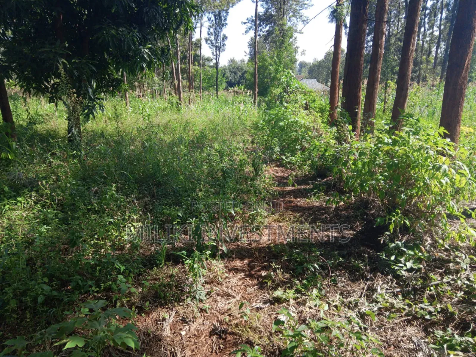 50 by 100 Plot on Sale at Muran'ga