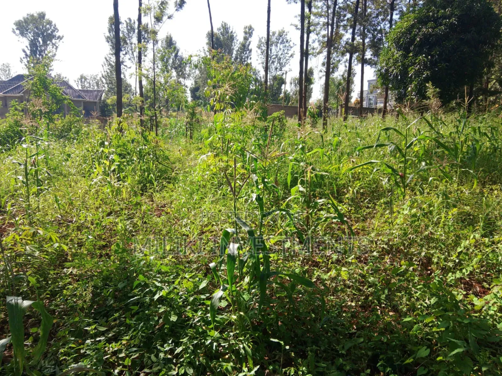 50 by 100 Plot on Sale at Muran'ga