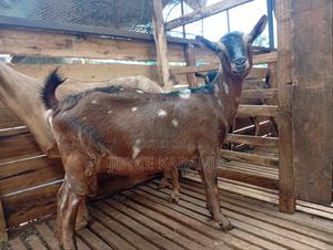 Dairy Goats for Sale ! - thumbnail 2