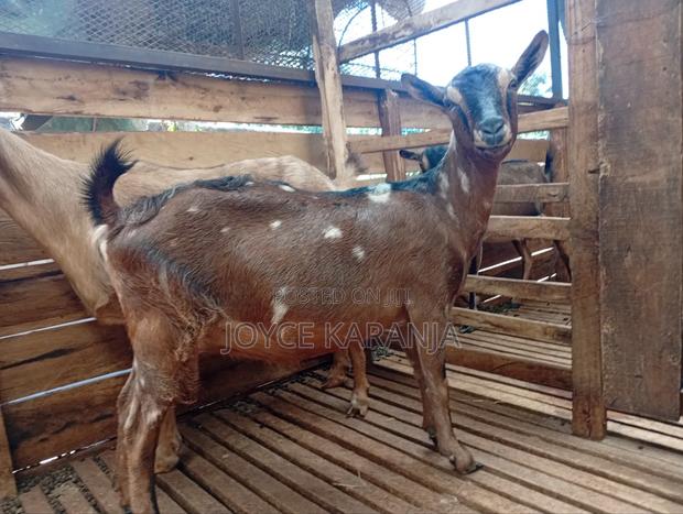 Dairy Goats for Sale ! - main view