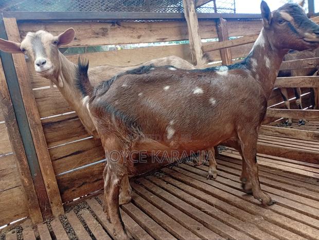 Dairy Goats for Sale ! - thumbnail 3