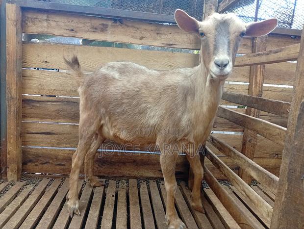 Dairy Goats for Sale ! - thumbnail 4