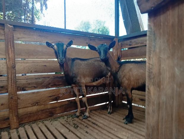 Dairy Goats for Sale ! - thumbnail 5