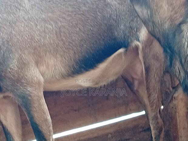 Dairy Goats for Sale ! - thumbnail 6