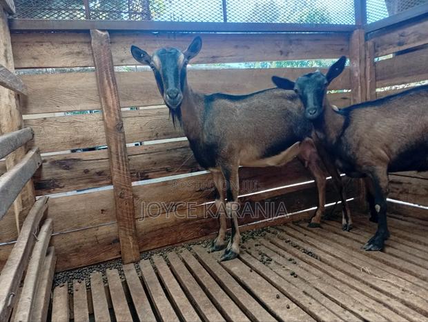 Dairy Goats for Sale ! - thumbnail 7