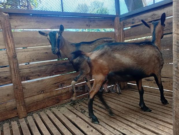 Dairy Goats for Sale ! - thumbnail 8