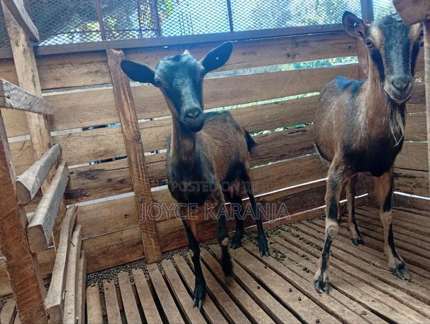 Dairy Goats for Sale ! - thumbnail 9