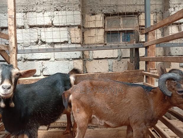 Dairy Goats for Sale ! - thumbnail 10