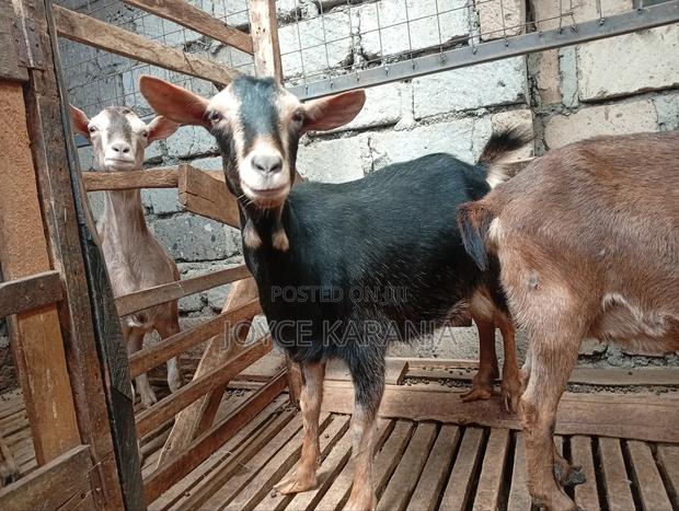 Dairy Goats for Sale ! - thumbnail 11