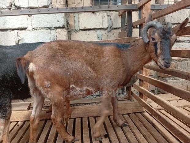 Dairy Goats for Sale ! - thumbnail 12